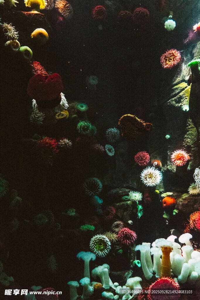 海底多彩珊瑚與魚類景觀