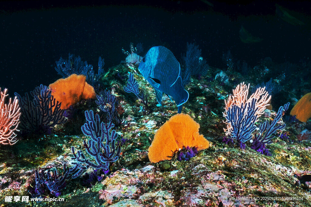 海底多彩珊瑚景觀