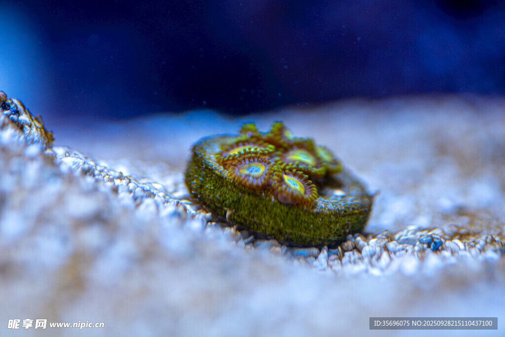 微觀下的綠色神秘小生物
