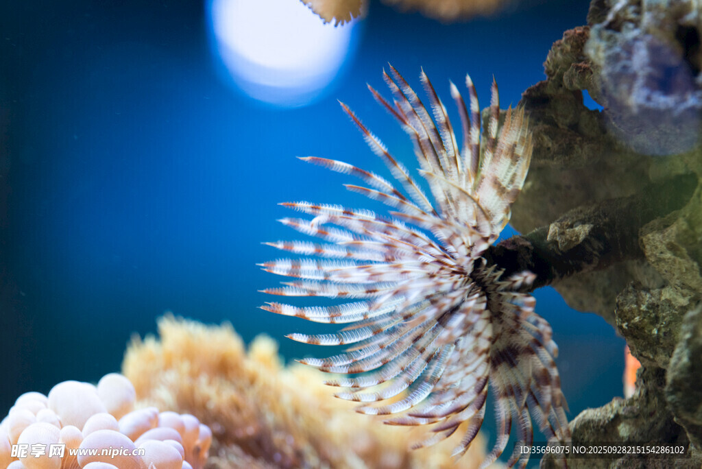 海洋中的美麗獅子魚