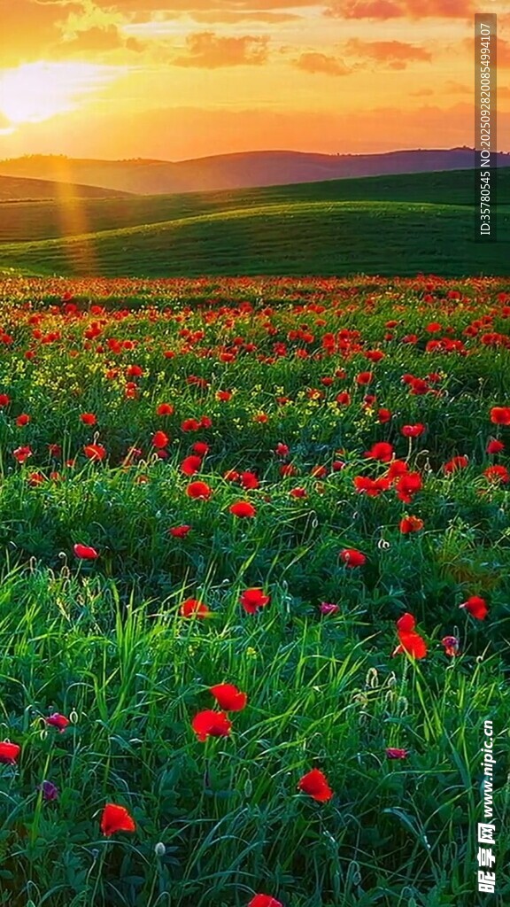 夕陽下的絢爛花海