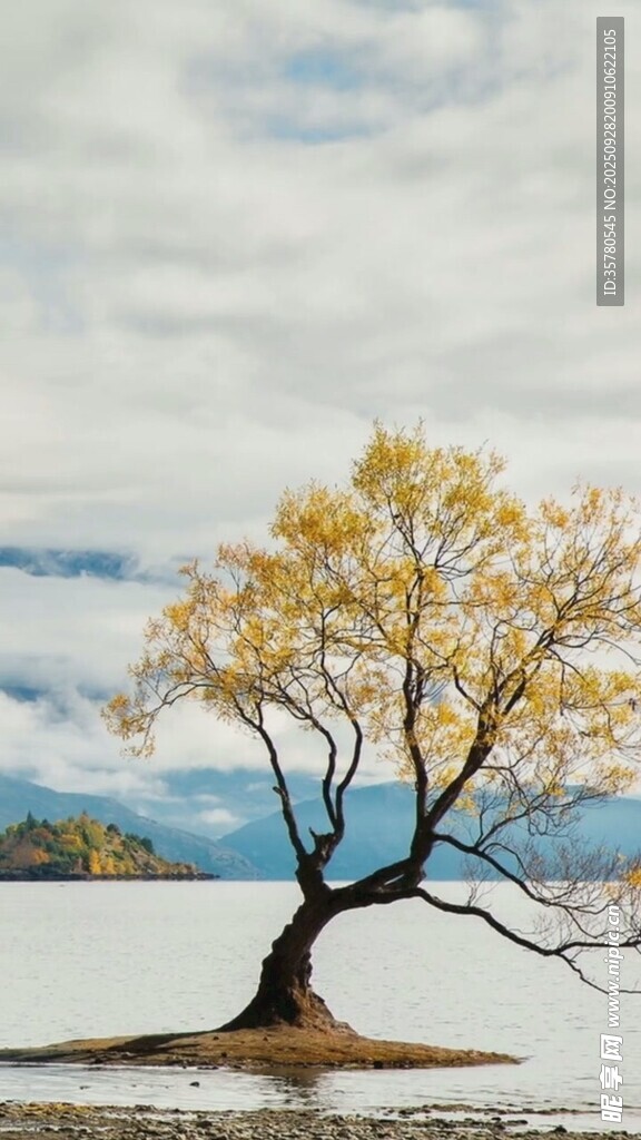 孤樹傲立湖畔秋景