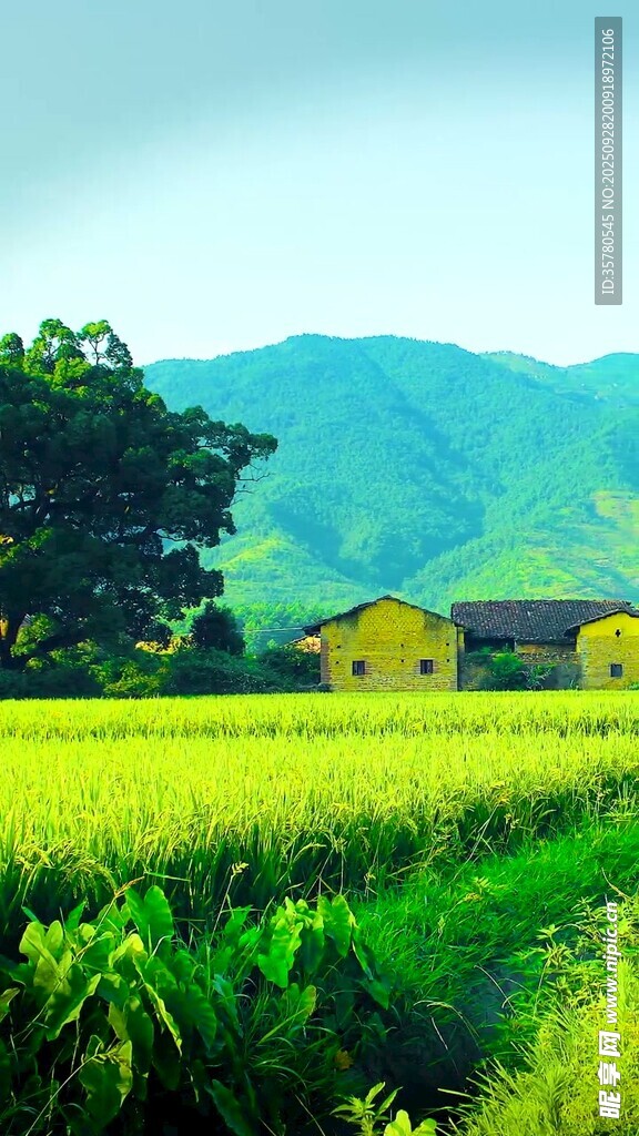 田園風(fēng)光中的農(nóng)舍與綠野