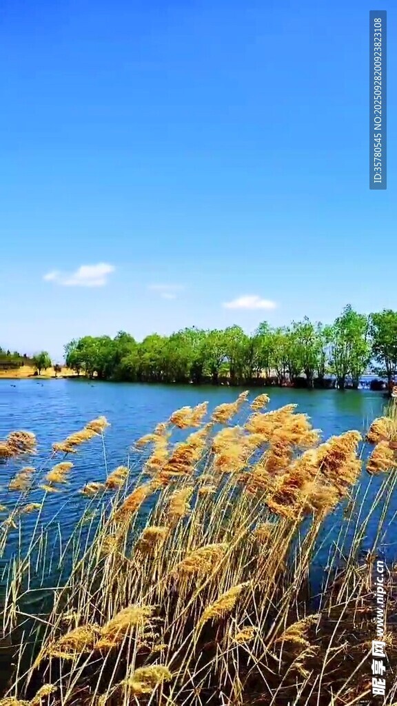 湖畔蘆葦與藍(lán)天碧水美景