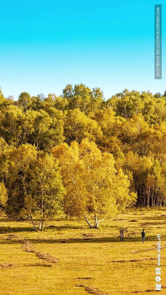 秋日金黃樹林下的開闊草地