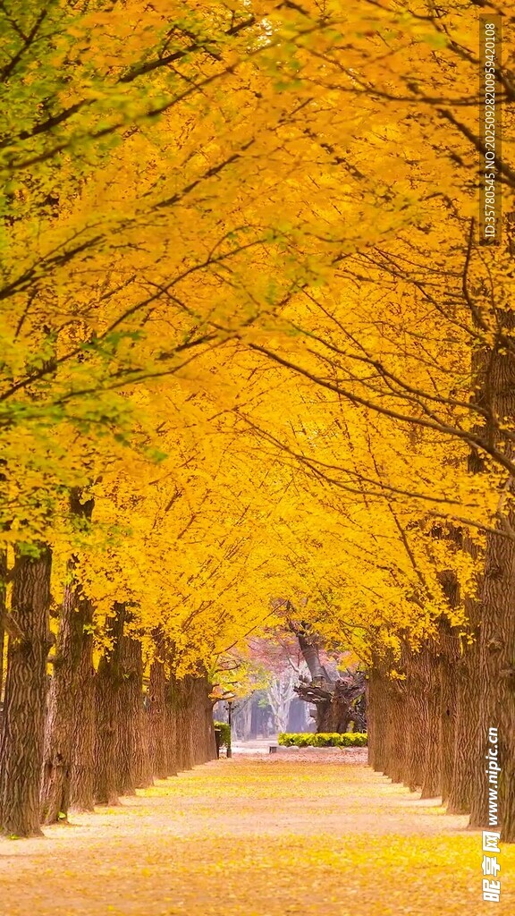 秋日銀杏林蔭道美景