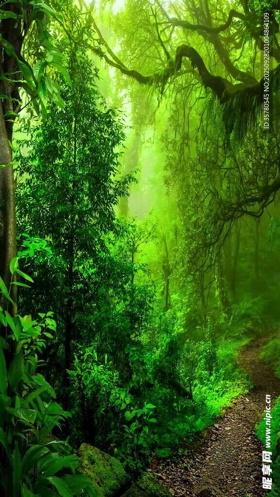 夢幻綠意森林小徑