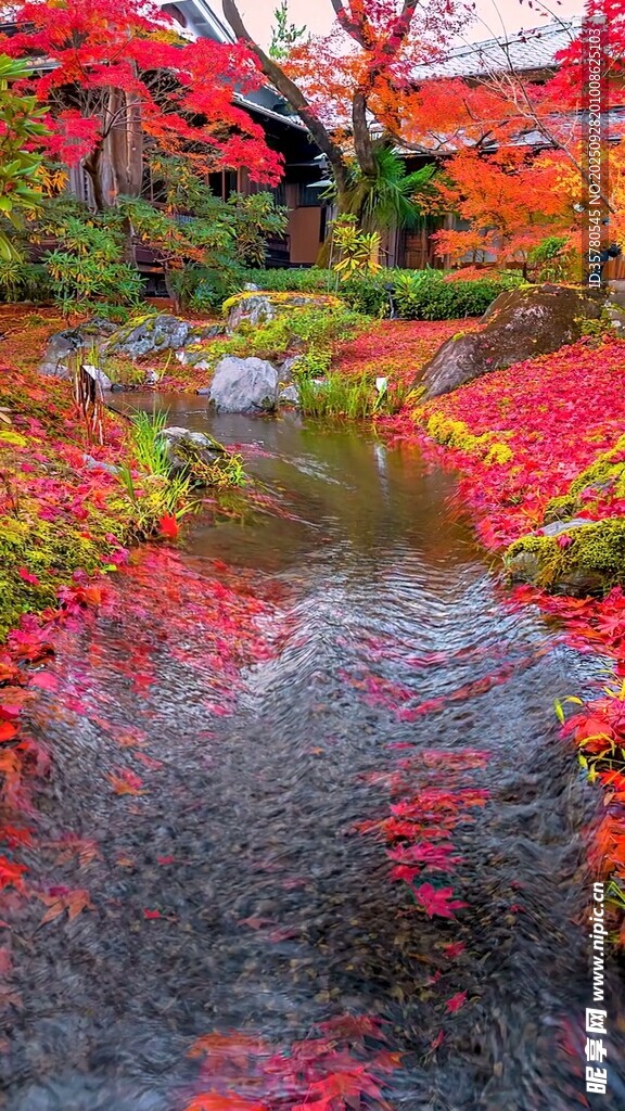 秋日溪邊紅葉美景