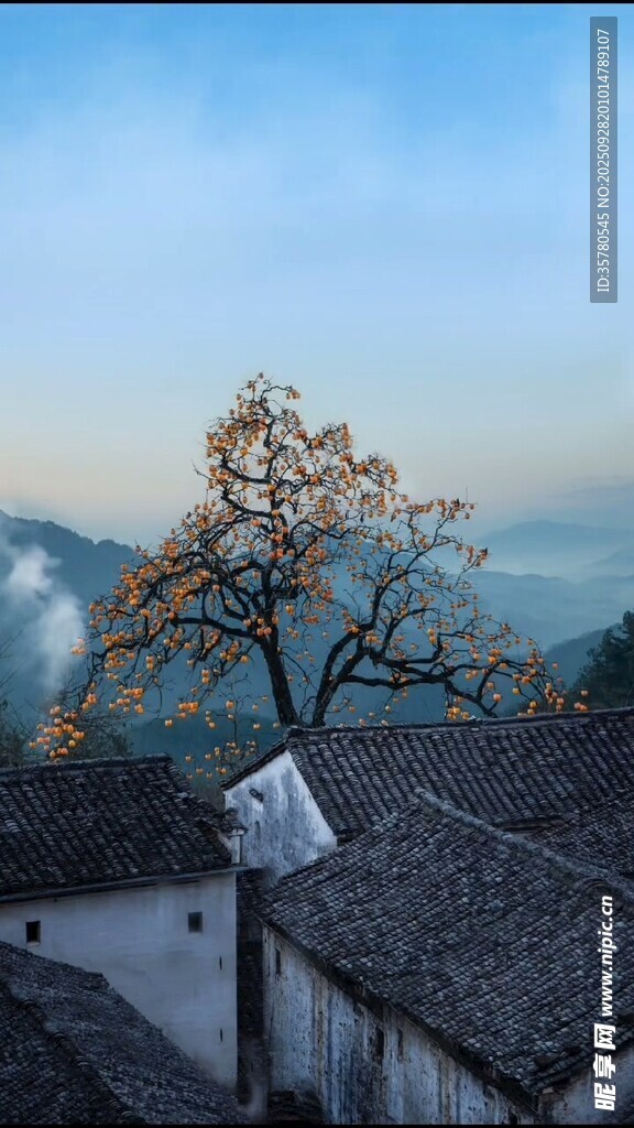 鄉(xiāng)村屋頂旁的孤樹景致