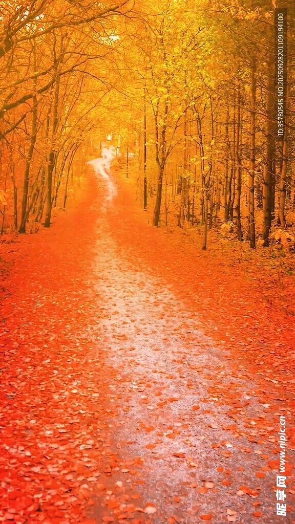 秋日林間鋪滿紅葉的小路