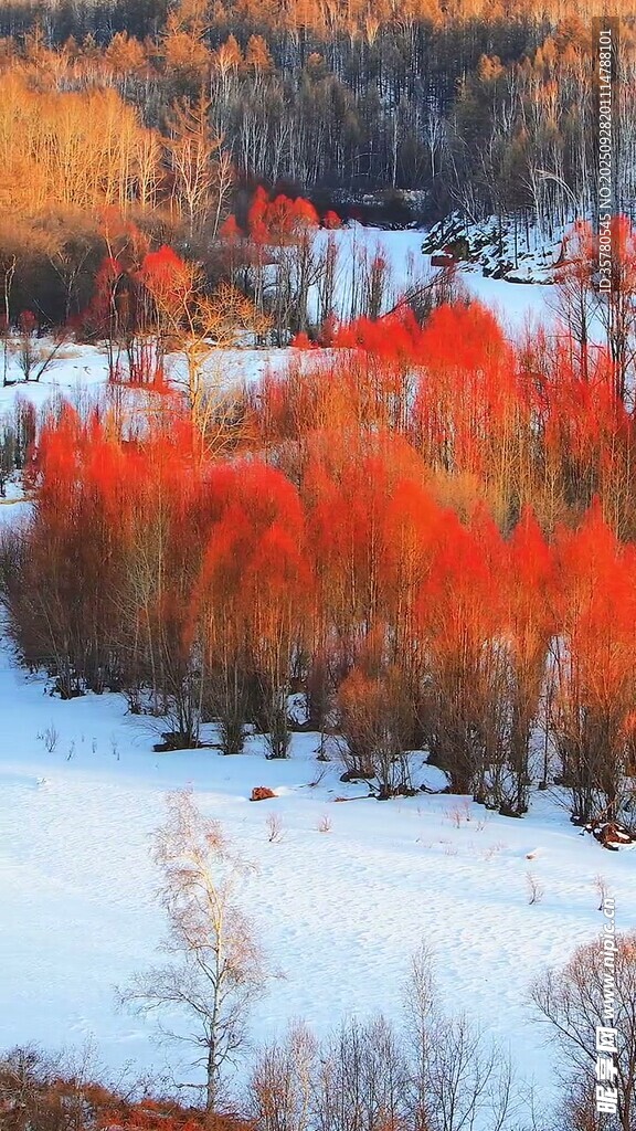 雪野中的絢爛紅葉林