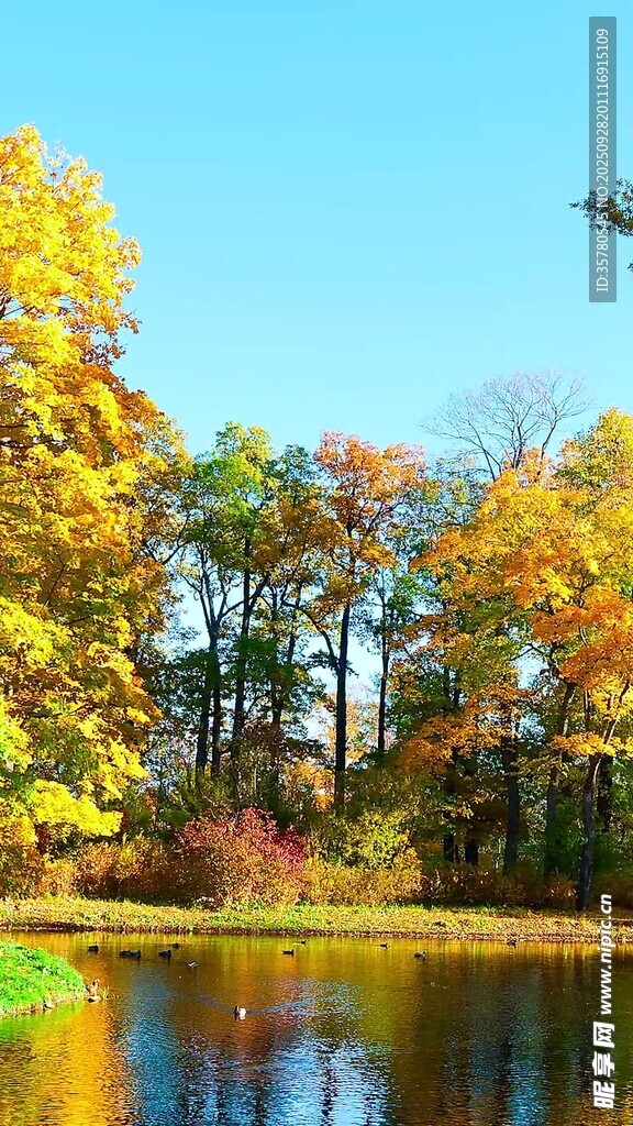 秋日湖畔斑斕樹林美景