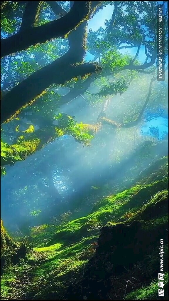 夢(mèng)幻森林中的光影景致