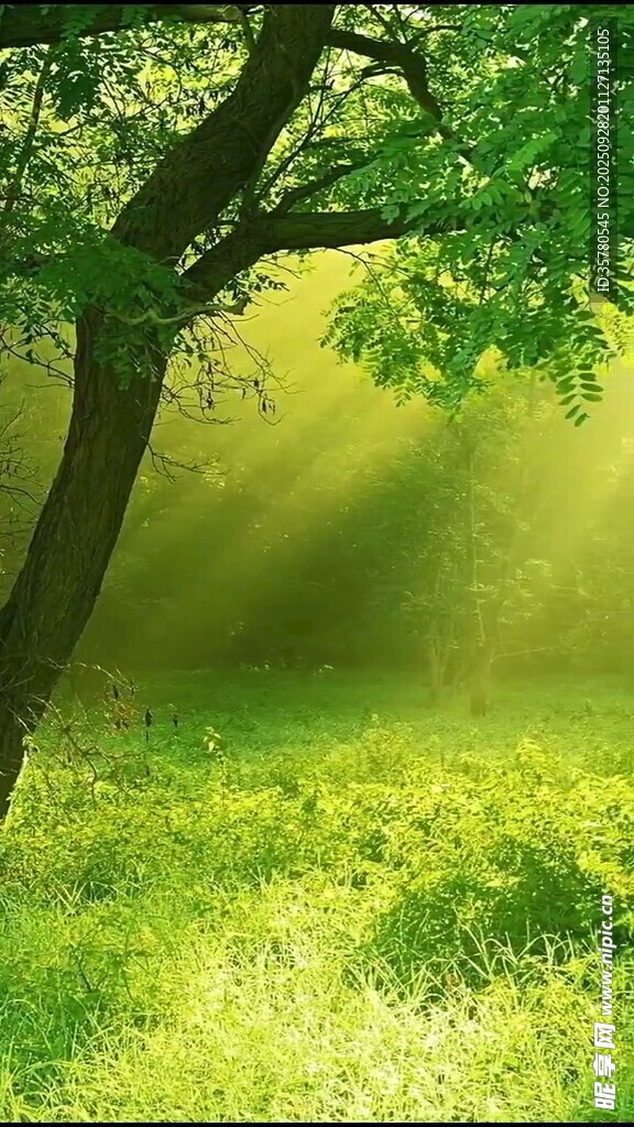 陽光照耀下的綠意盎然草地