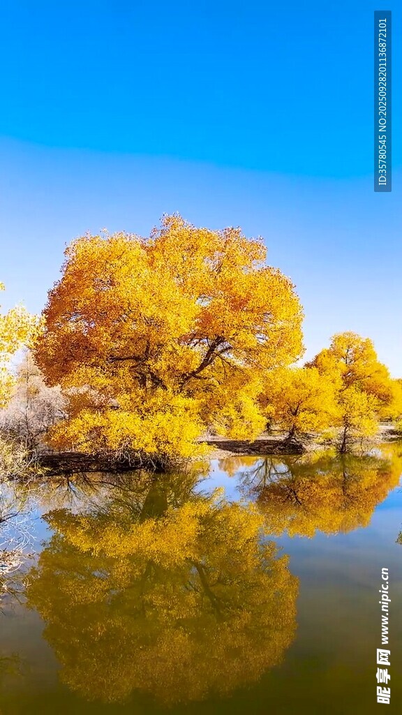 秋日湖畔金黃樹木美景