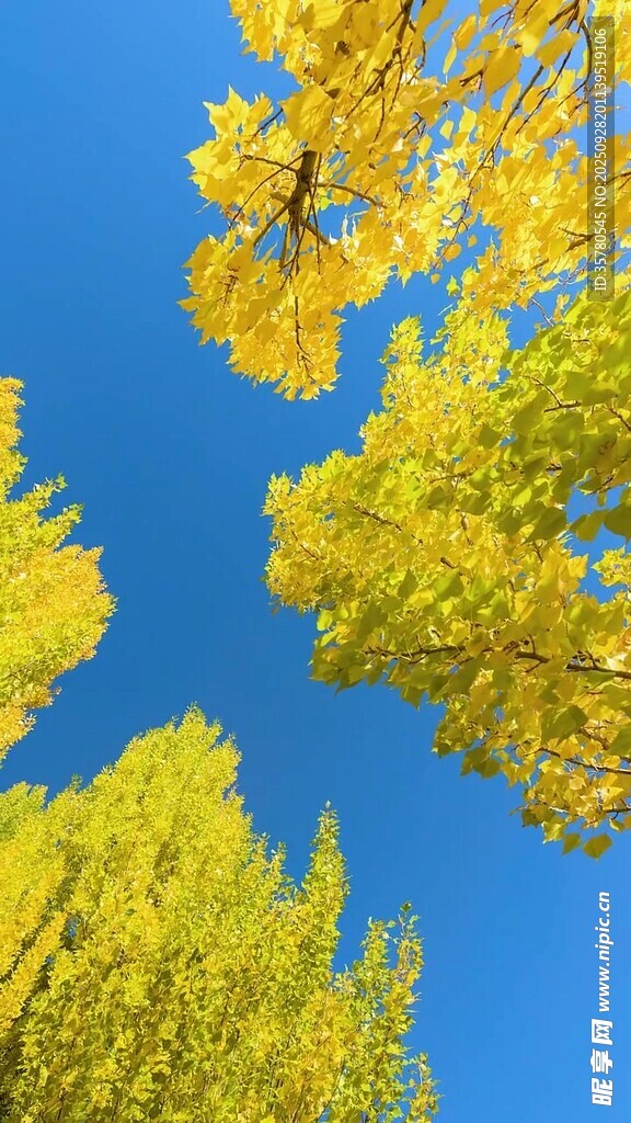 仰望秋日金黃樹冠藍天