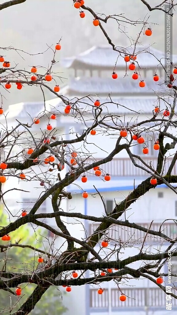 枝頭紅柿映古樸建筑
