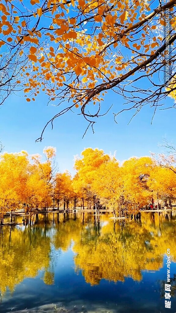 秋日湖畔金黃樹林美景