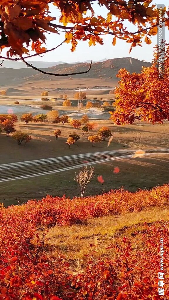 秋日山坡紅葉美景