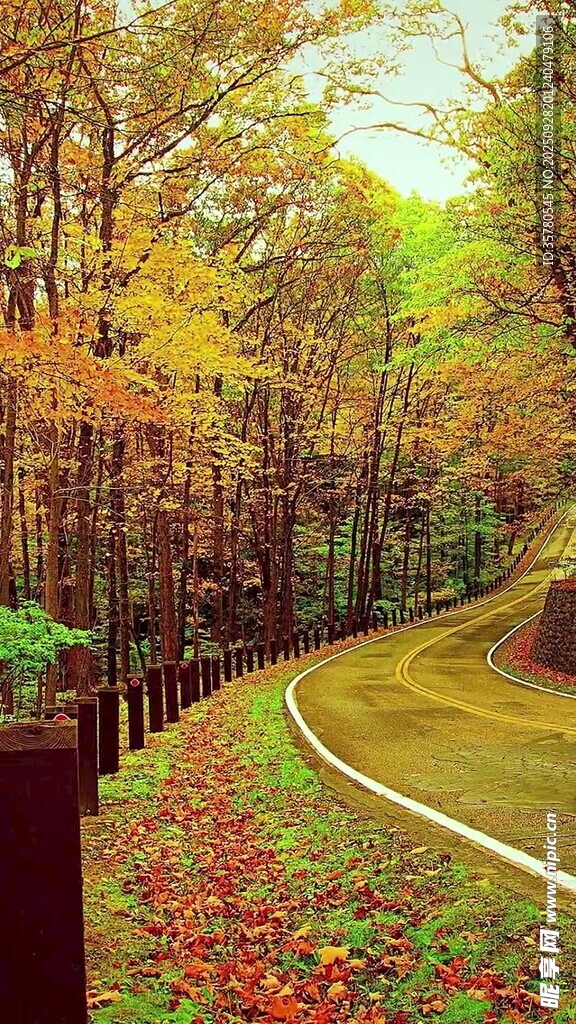 秋日林間蜿蜒小路美景