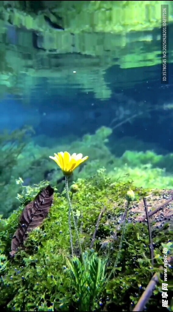 水下綻放的黃色小花
