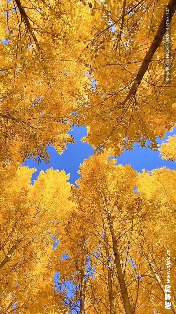 仰望金黃樹林的秋日美景
