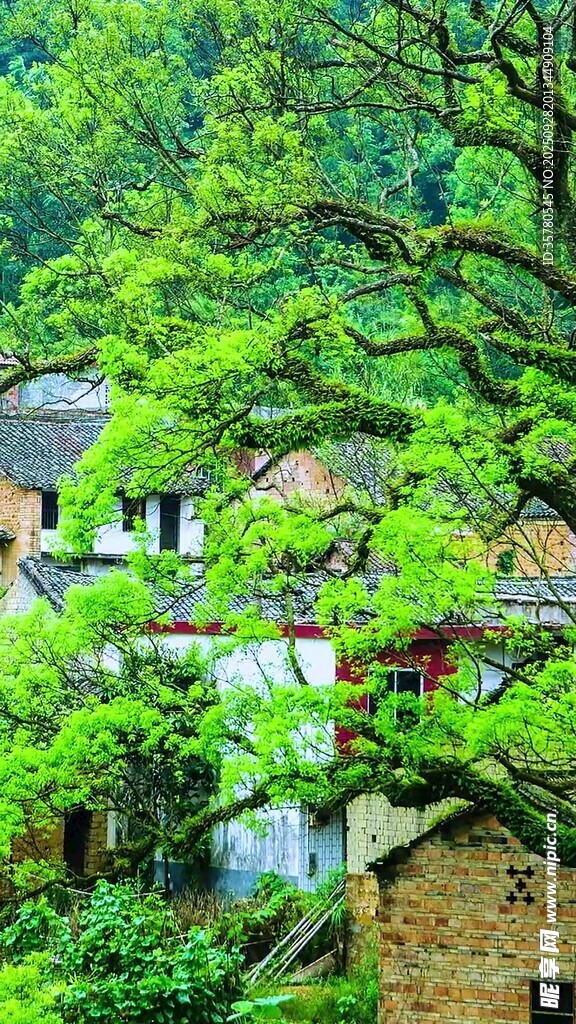 綠樹掩映下的古樸民居