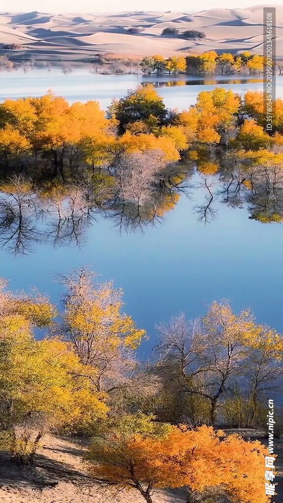 秋日湖畔金黃樹林美景