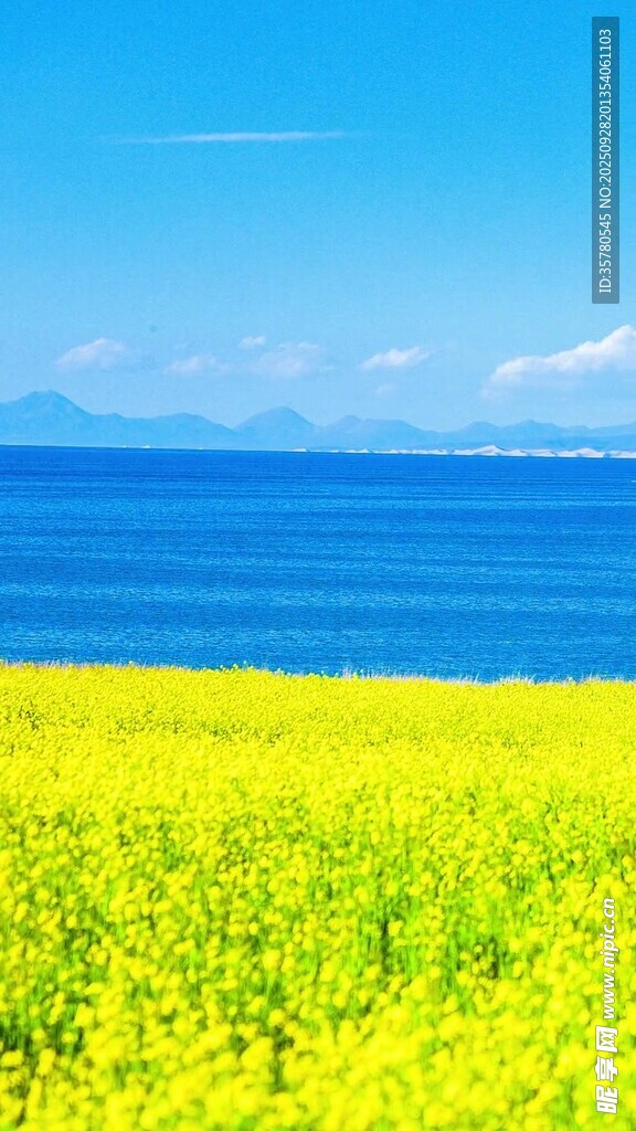 金黃花海與蔚藍(lán)大海相映