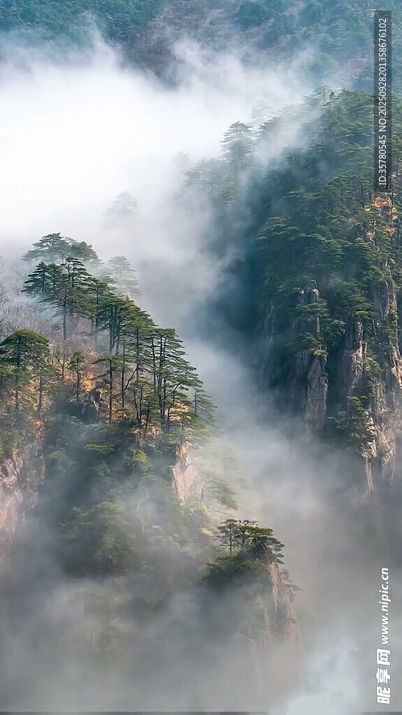 云霧繚繞的壯美山林景觀