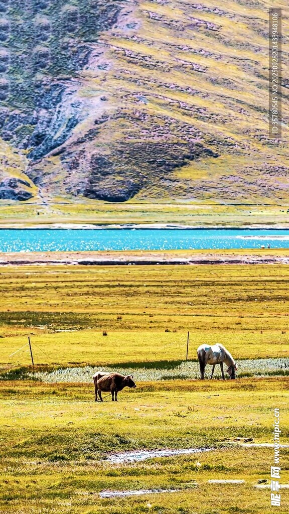 草原上的馬匹與美麗湖景