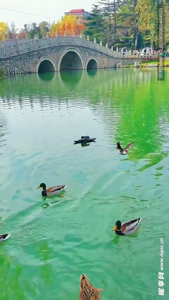 湖中游鴨與拱橋秋日美景