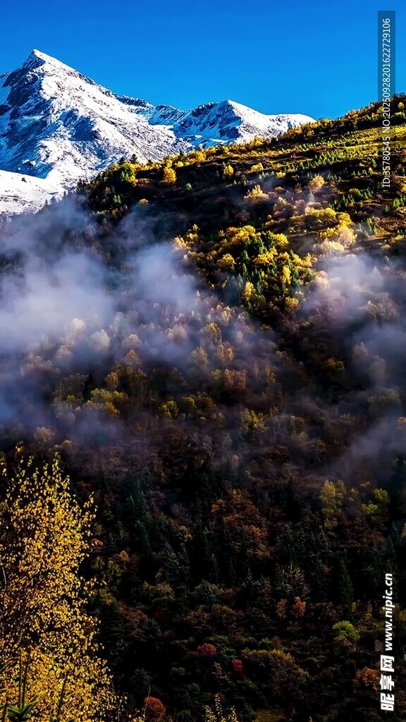 雪山云霧間的秋日山林