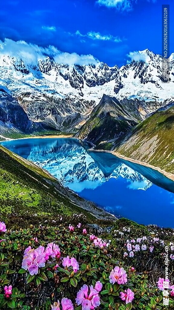雪山湖畔綻放的絢爛花海