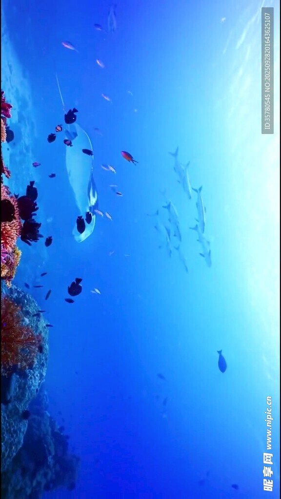 海底珊瑚與游魚(yú)景觀