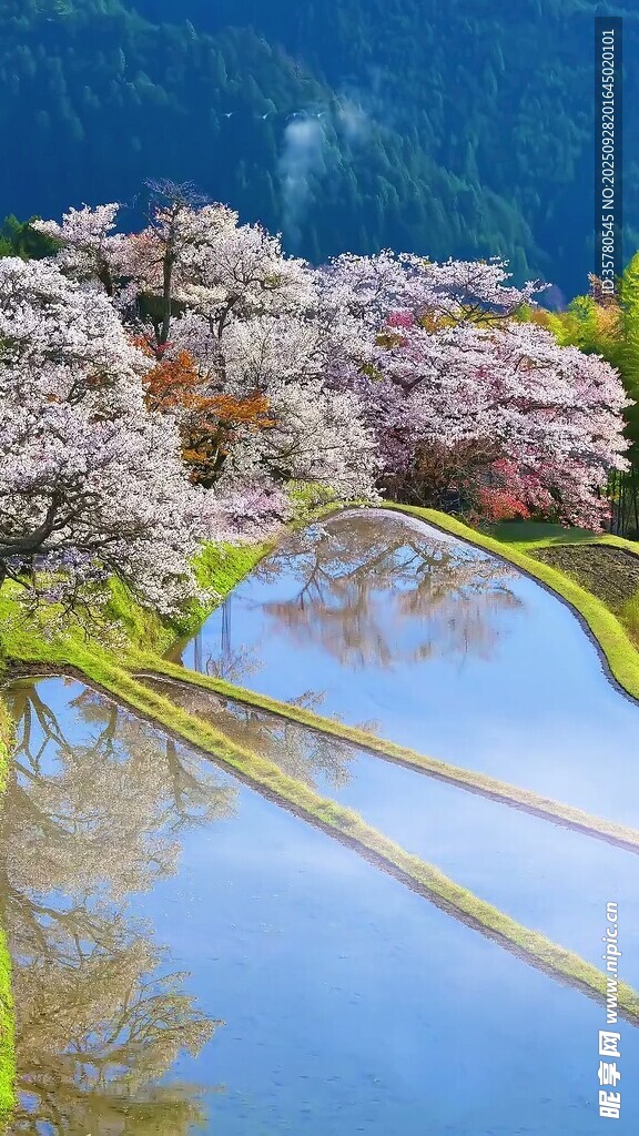 湖畔盛開的爛漫櫻花美景
