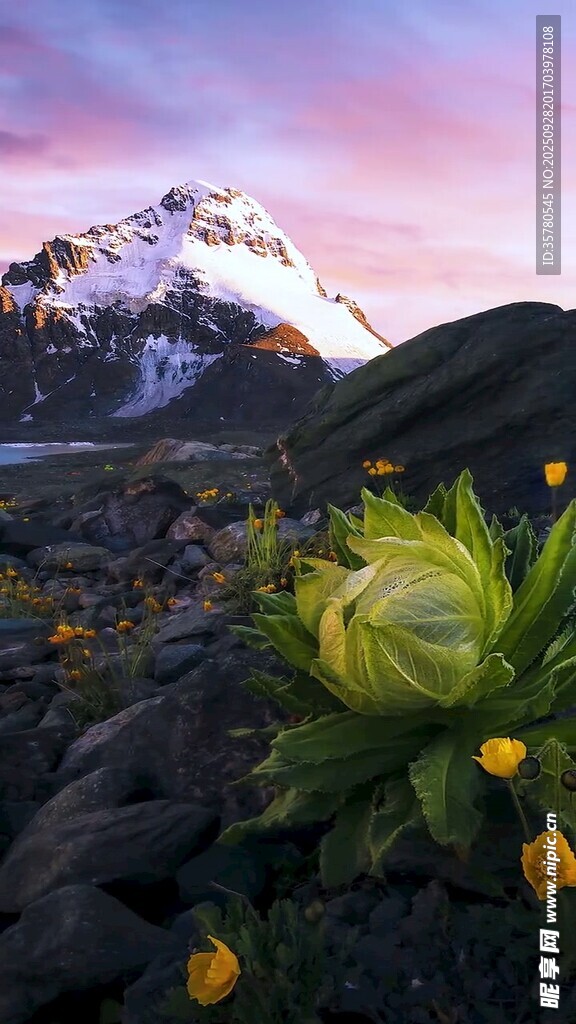 山間花卉與壯麗雪山景觀