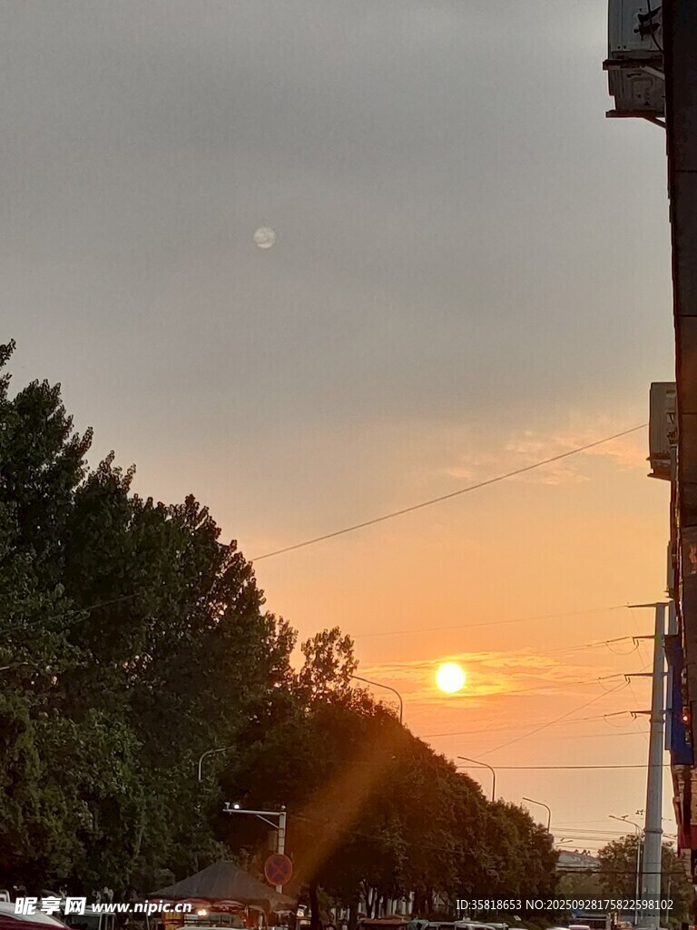 夕陽下的街道樹木美景