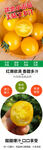 迷戀小番茄