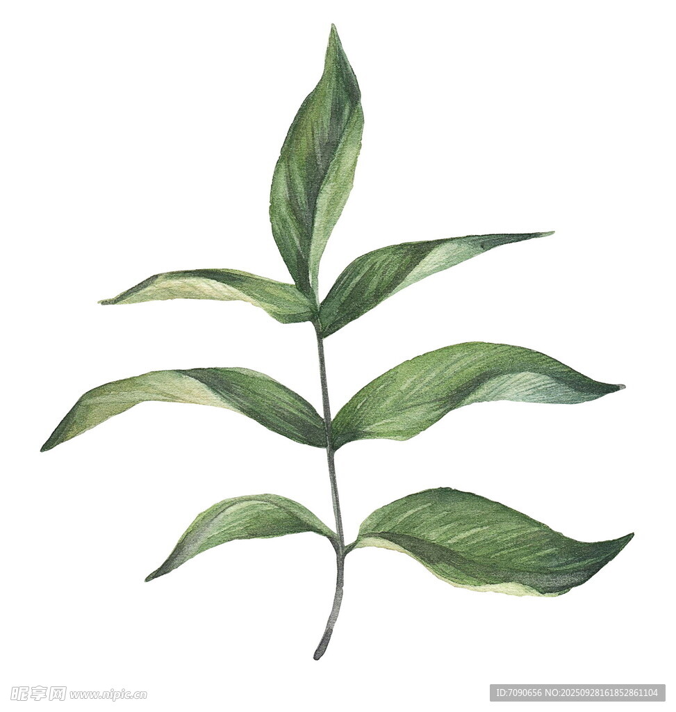 手繪綠色枝葉插畫