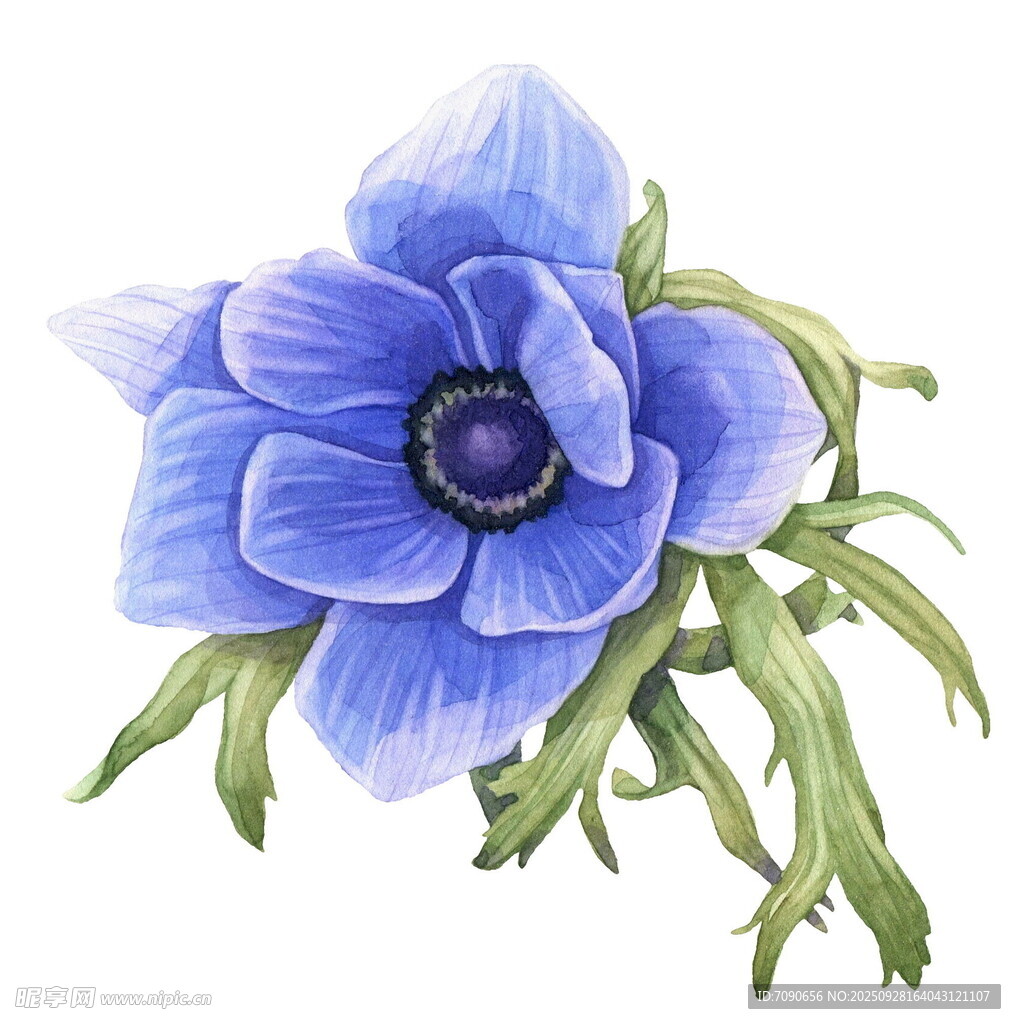藍(lán)色銀蓮花手繪花卉圖