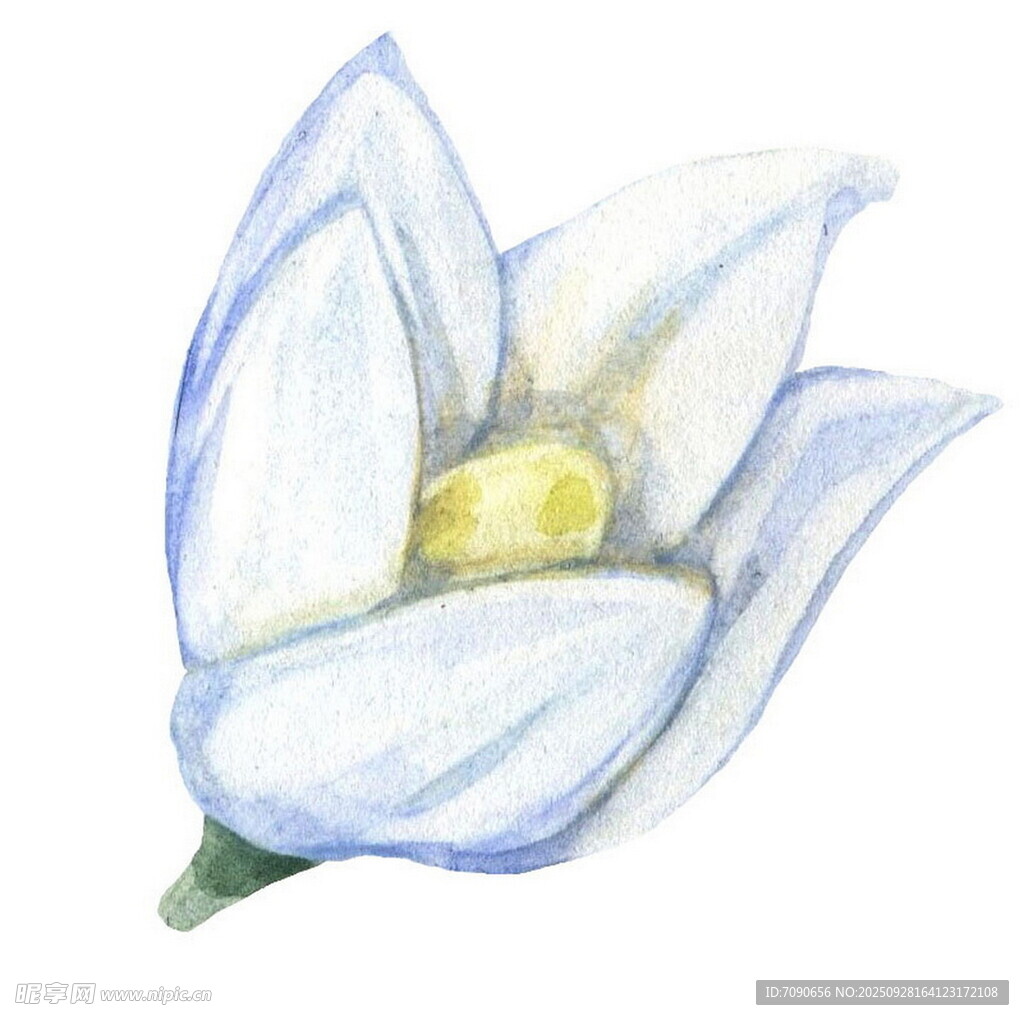 手繪白色花朵水彩插畫(huà)