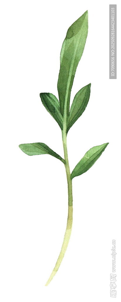 清新單枝嫩綠植物插畫