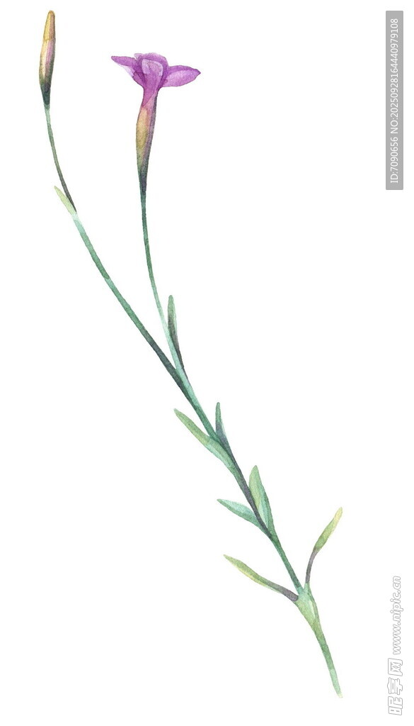 單枝紫色小花水彩畫