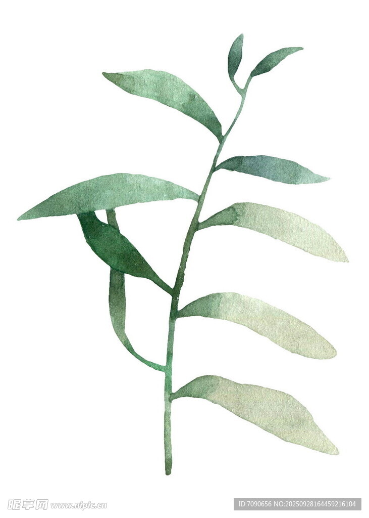 水彩繪綠葉植物枝條