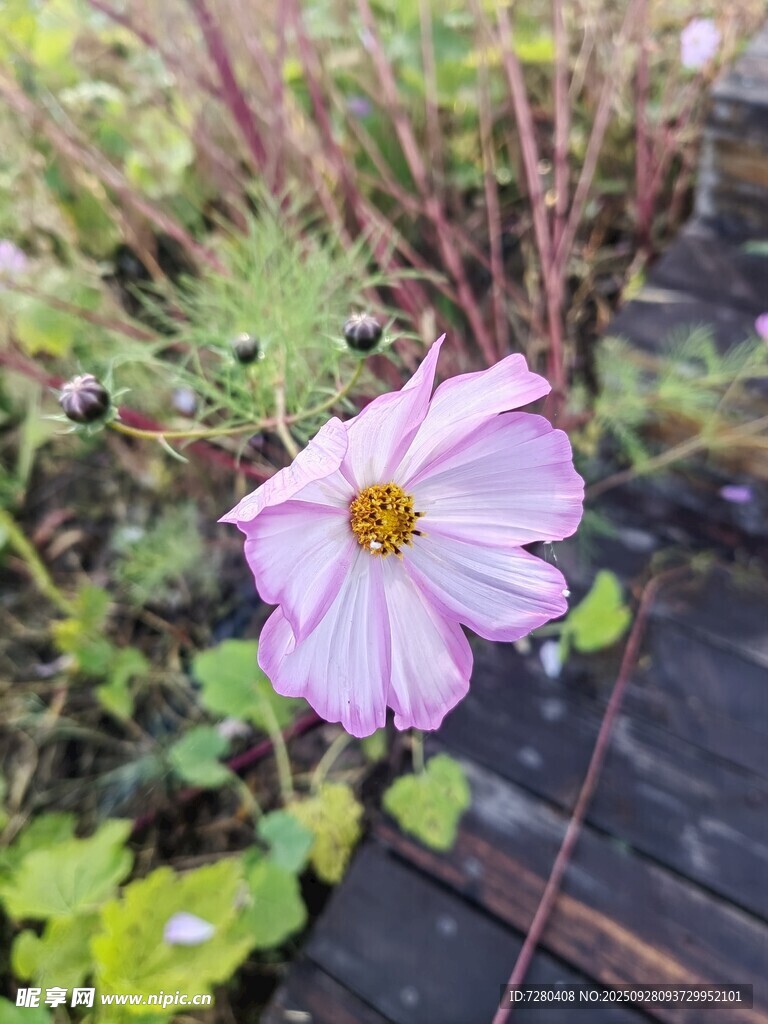 嬌艷波斯菊綻放于綠植間