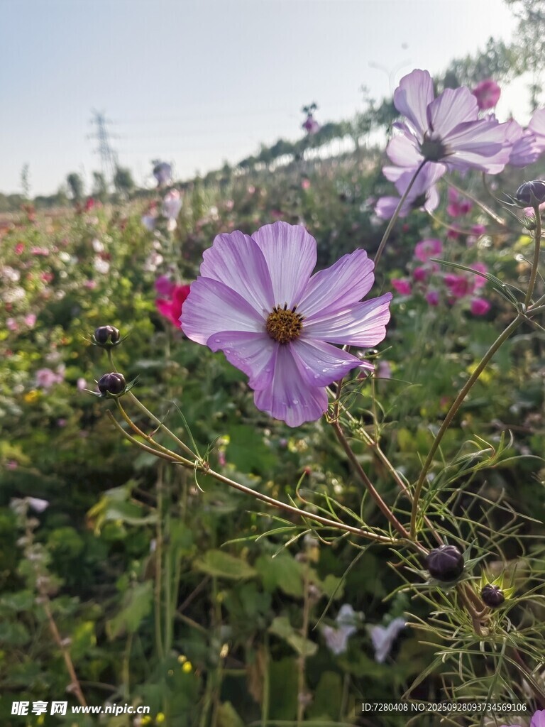田野中的美麗波斯菊