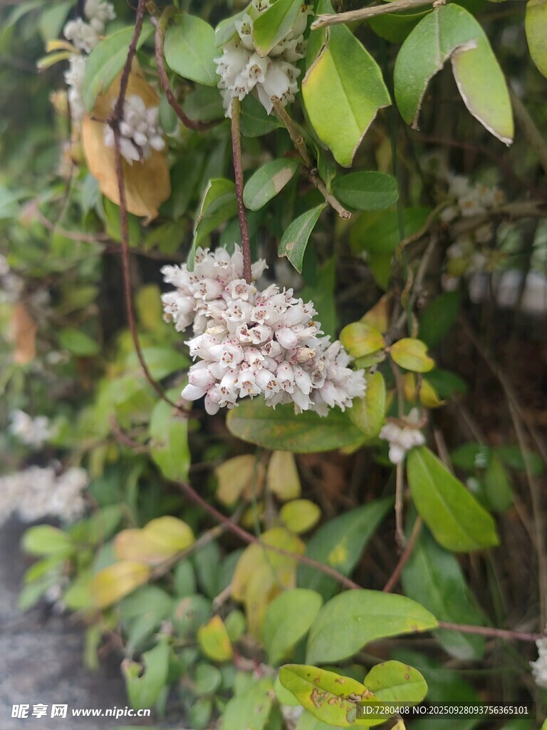 綠葉間的白色小花