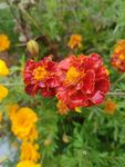 鮮艷萬(wàn)壽菊綻放于綠植間