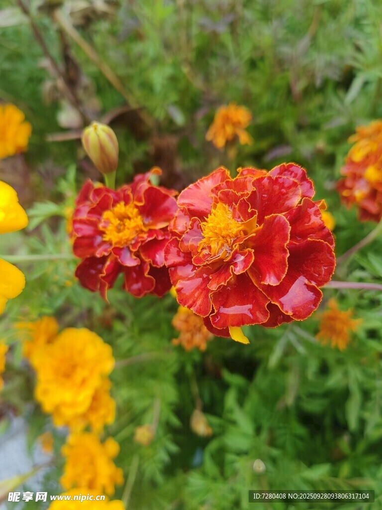 鮮艷萬(wàn)壽菊綻放于綠植間